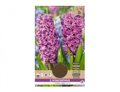 NG 414006fb Hyacint zahradní PURPLE STAR 5ks 30x130x210