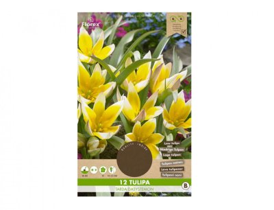 NG 426789bž Tulipán botanický DASYSTEMON 12ks 40x130x210