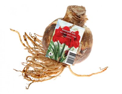 NG 435116če Amaryllis XXL RED 1ks 150x150x120