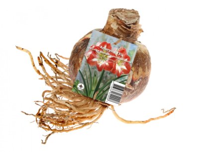 NG 435116bč Amaryllis XXL STRIPED 1ks 150x150x120