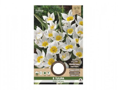 NG 426656bž Tulipán botanický POLYCHROMA 8ks 40x130x210