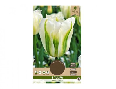 NG 433762bz Tulipán zelenokvětý, viridiflora SPRING GREEN 8ks 30x130x210